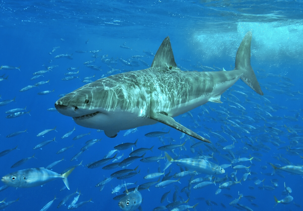 //www.som2travel.es/cdn/images/content/Africa/White_shark.jpg