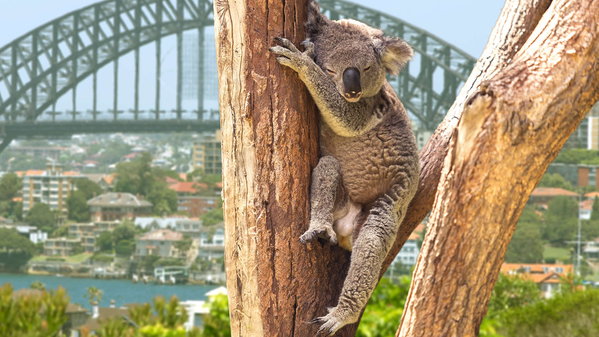 Sidney