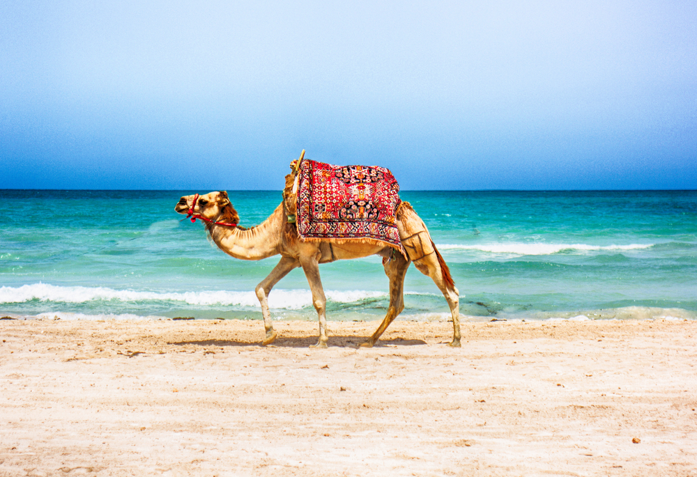 //www.som2travel.es/cdn/images/content/Túnez/shutterstock_610688177.jpg